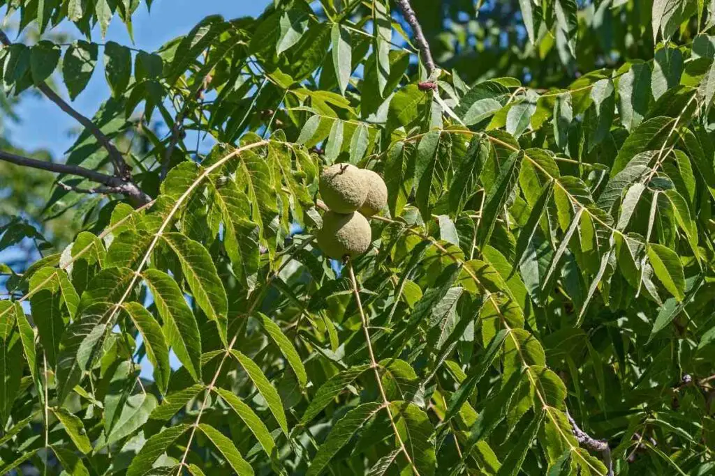 Black Walnut tree mulch bad for plants