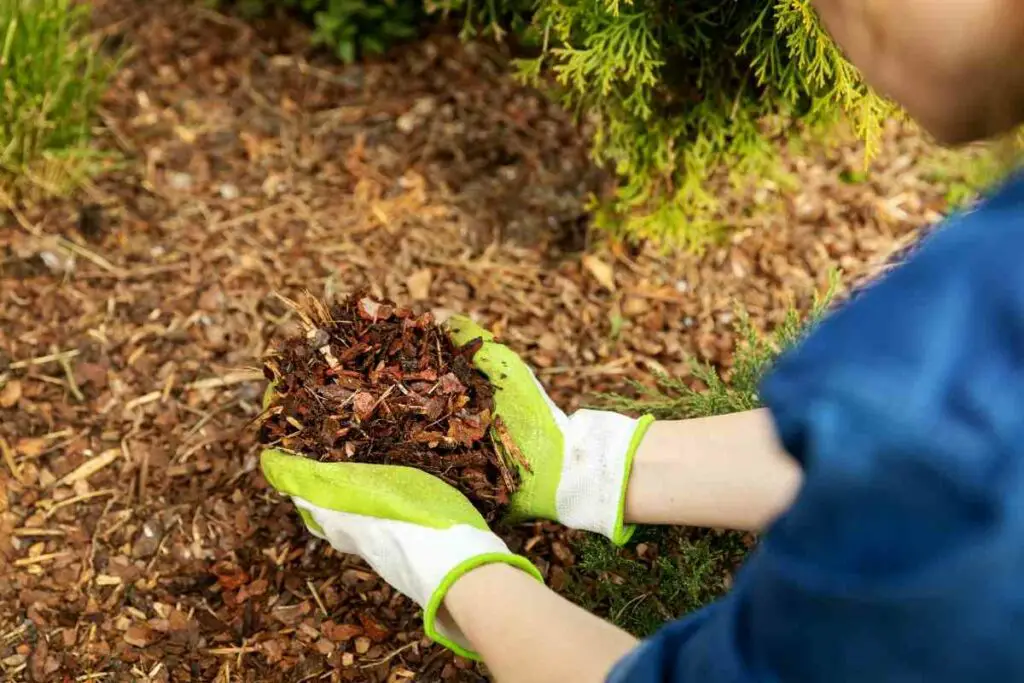 Using conifer wood chips garden