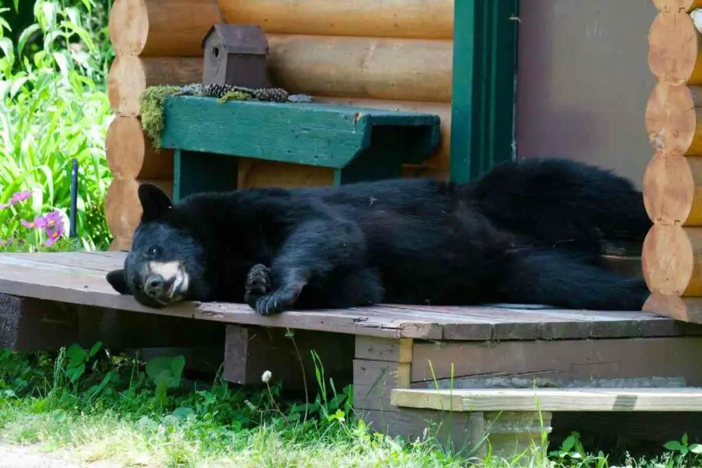 Porch lights attract bears dark