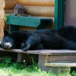 Porch lights attract bears dark