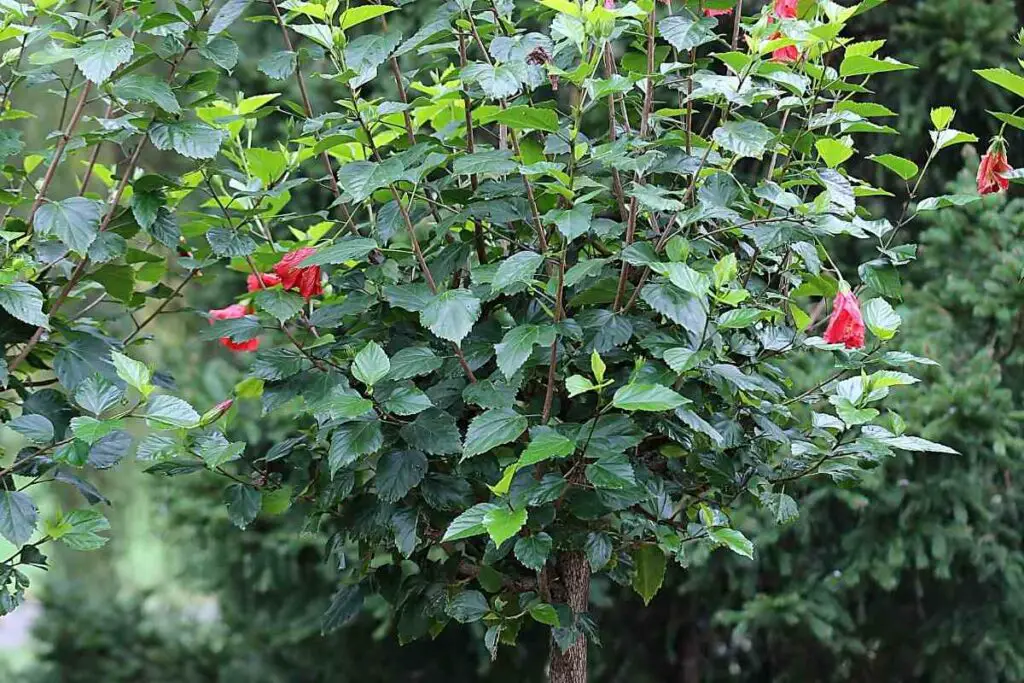 Hibiscus trees leaves