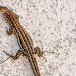 How to keep lizards away from backyard explained