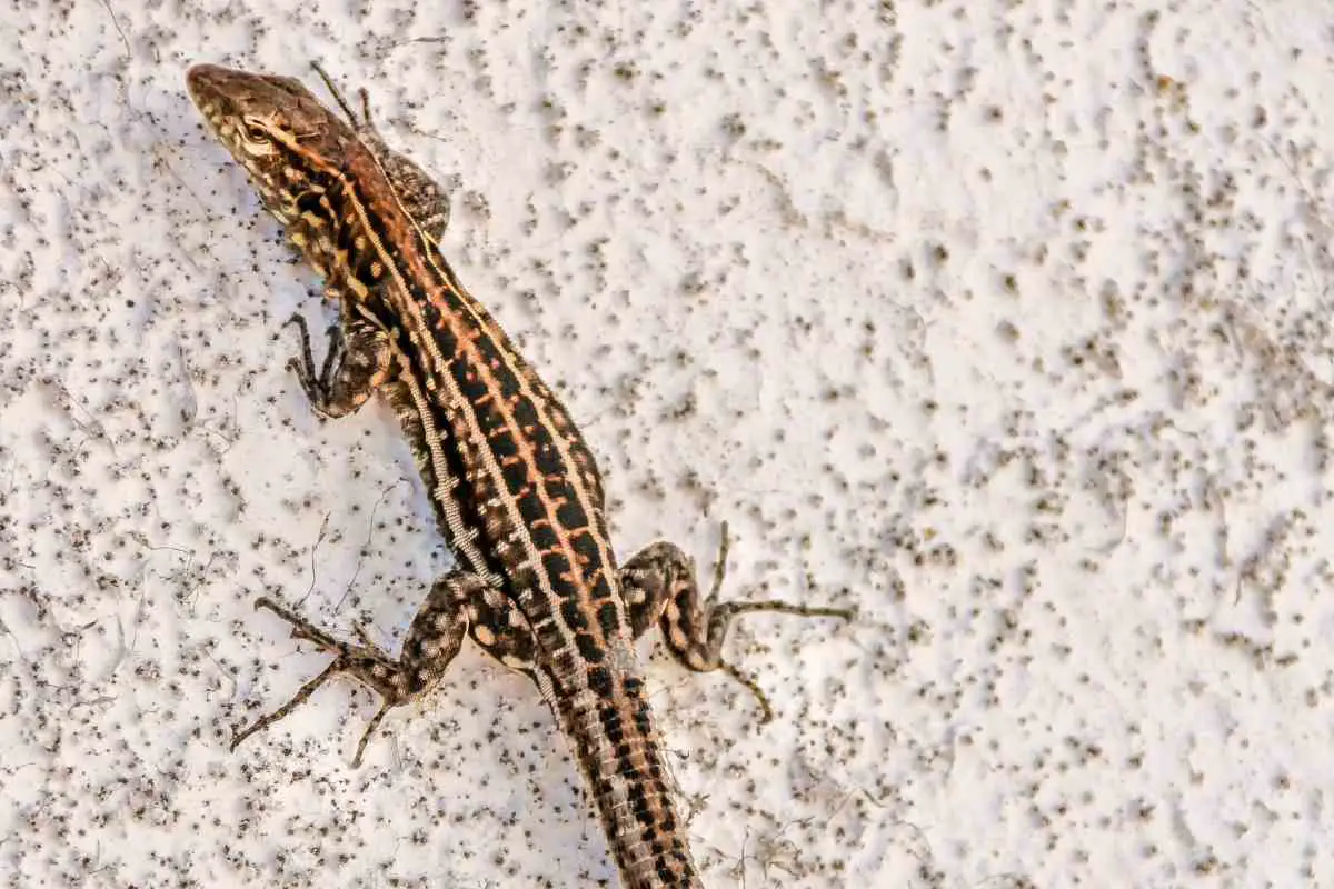 How to keep lizards away from backyard explained