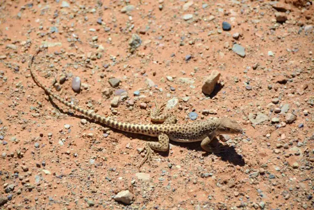 Why are lizards coming on my porch reasons