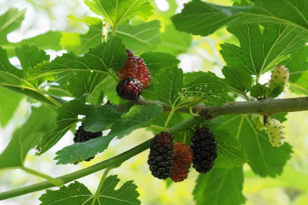 Mulberry tree leaves are vegetables