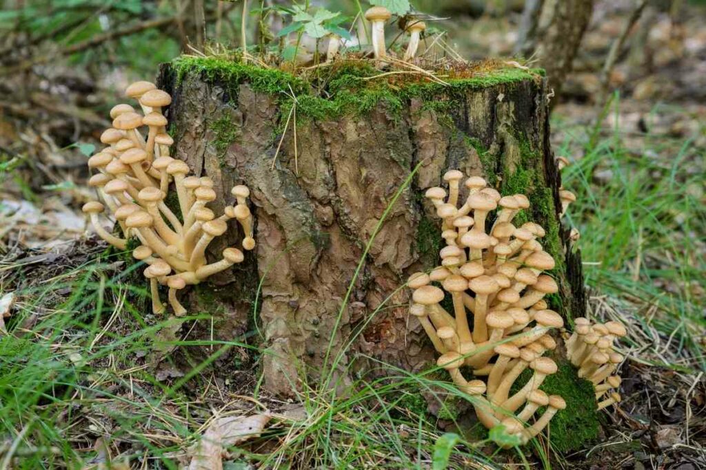 Mushrooms on stumps