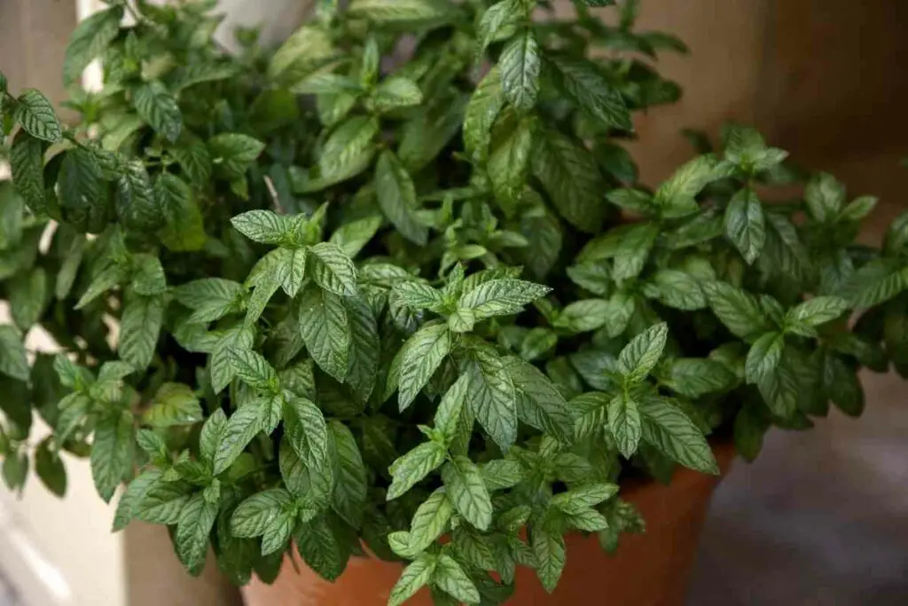 Peppermint herb against lizards