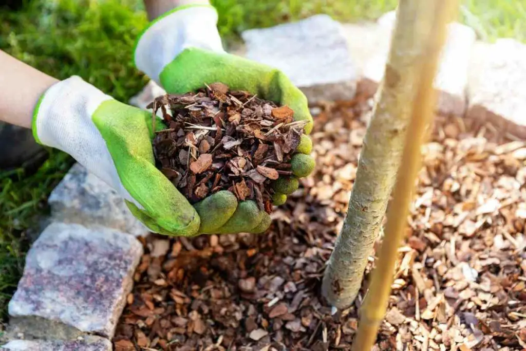 Pine bark mulch gardening