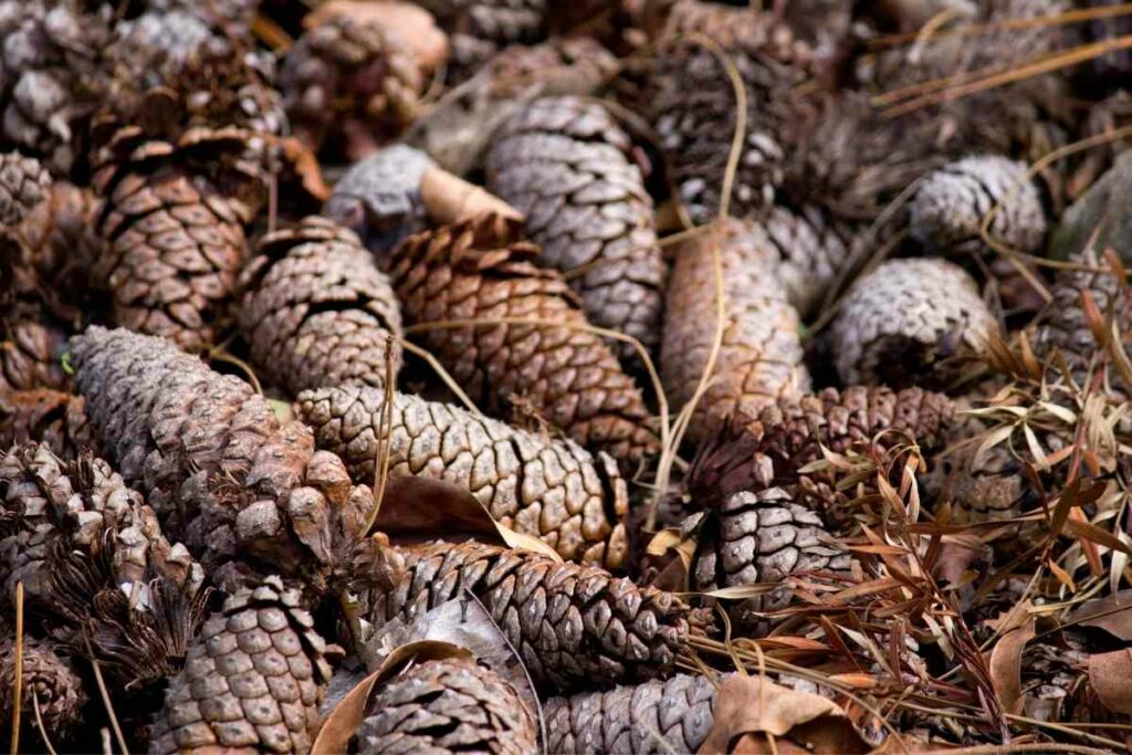 Pine cones surface for dogs