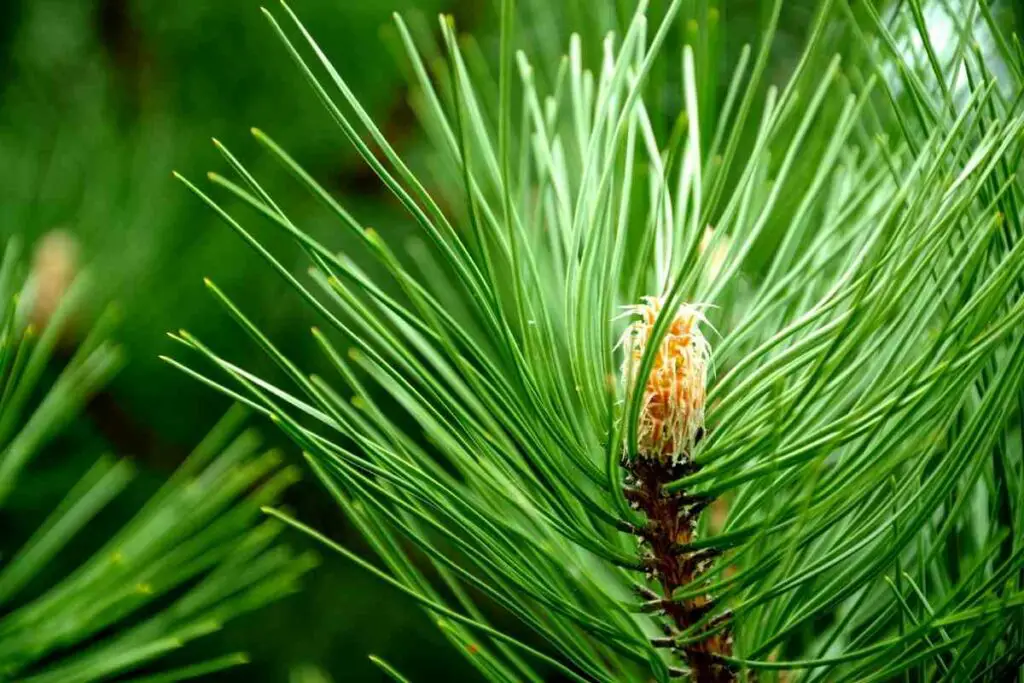 Conifer tree needles