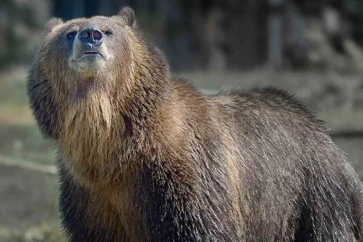Do Porch Lights Attract Bears at Night?
