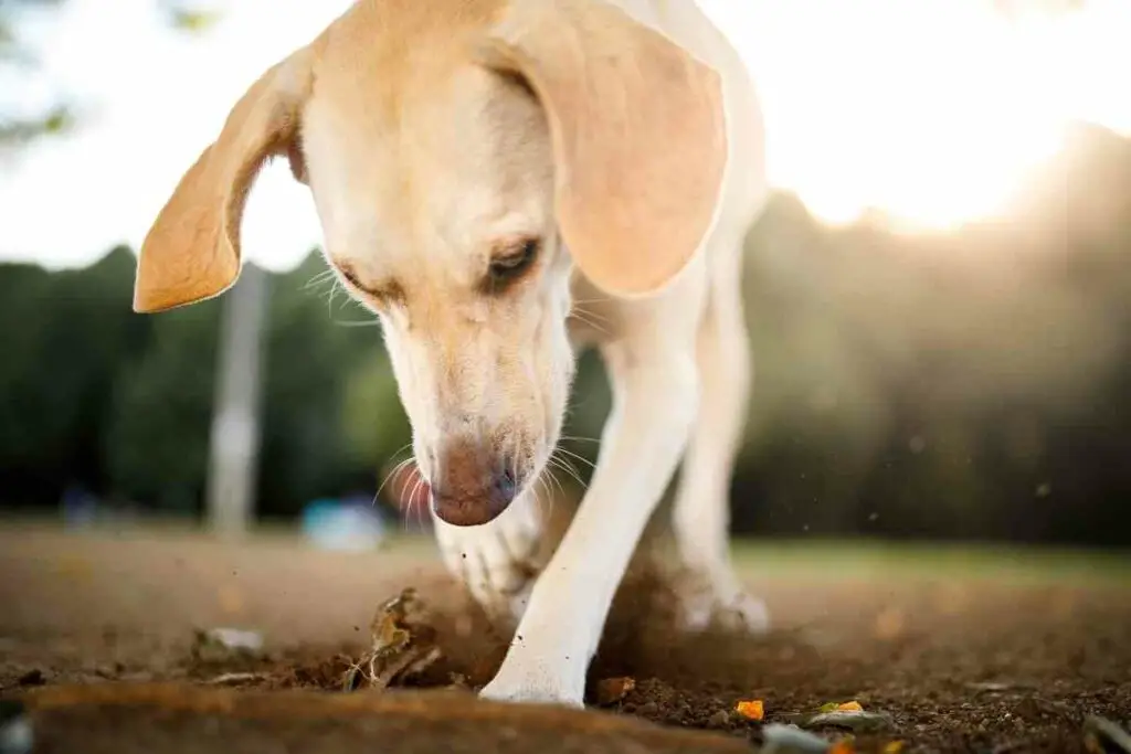 Stop dog from digging explained