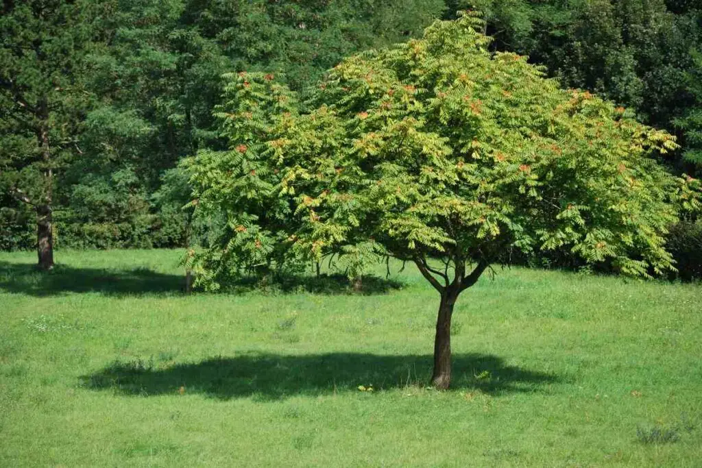 Ailanthus altissima tree
