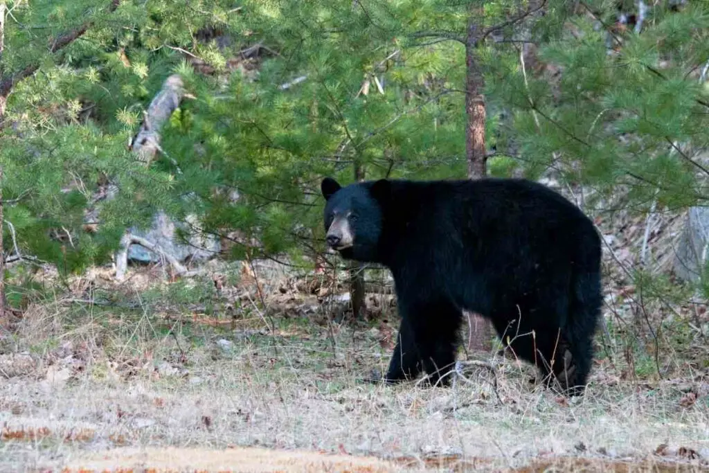 Bear approaching home at night