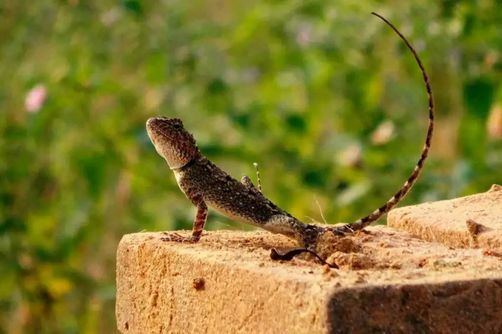 Big lizard on porch