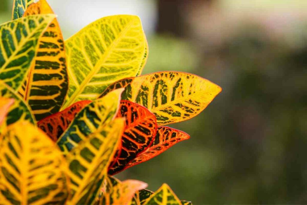 Are There Croton Concerns?