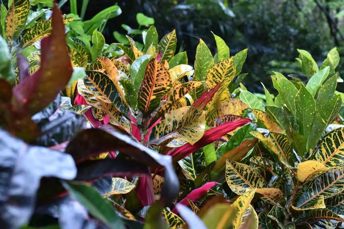 How Often Do Croton Bloom?