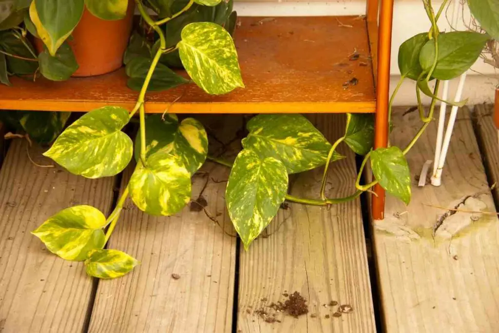 Get rid of brown spots on Pothos