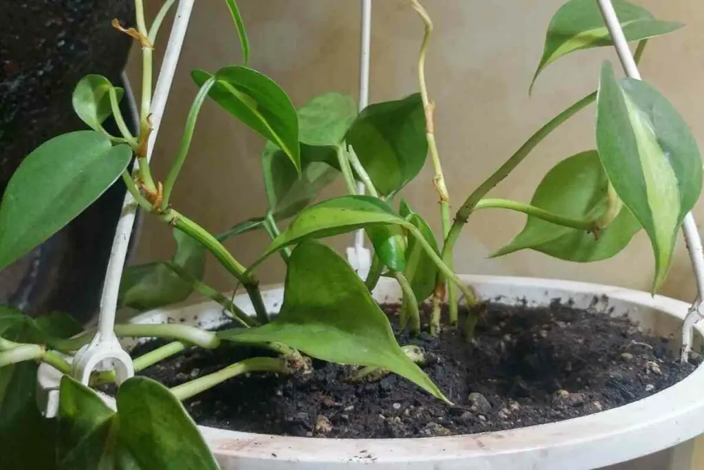 Cutting brown spots on pothos