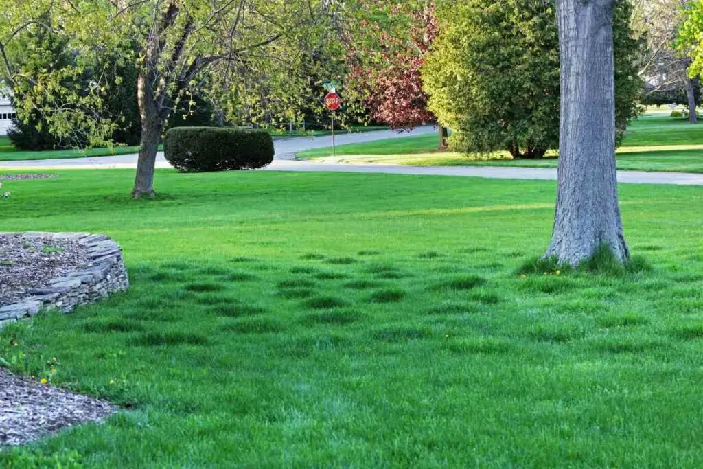 Tips for fixing an uneven lawn