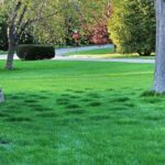Tips for fixing an uneven lawn