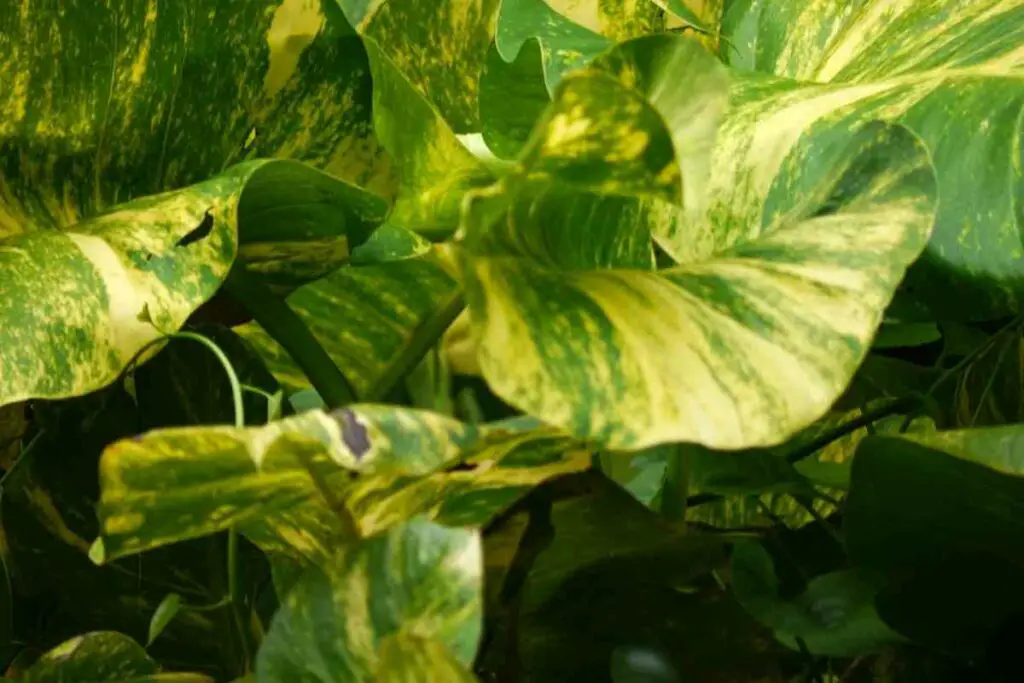 Problems Pothos leaves with pests