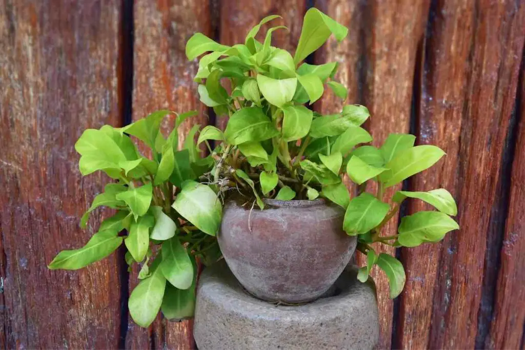 Potted Pothos brown spots