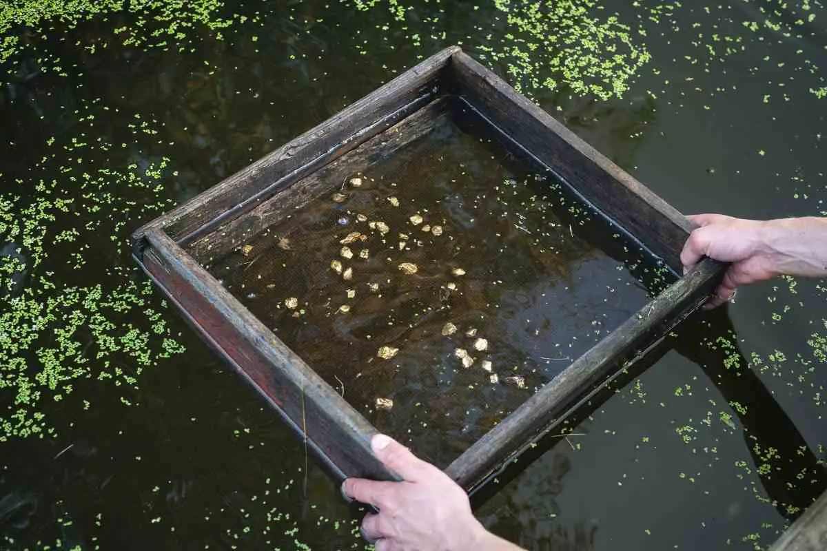 Can You Find Gold in Your Backyard? (You'll Be Amazed)