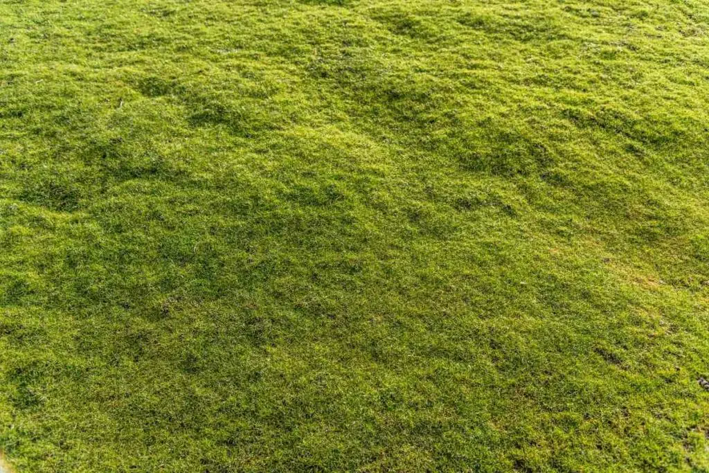 Uneven lawn reasons explained