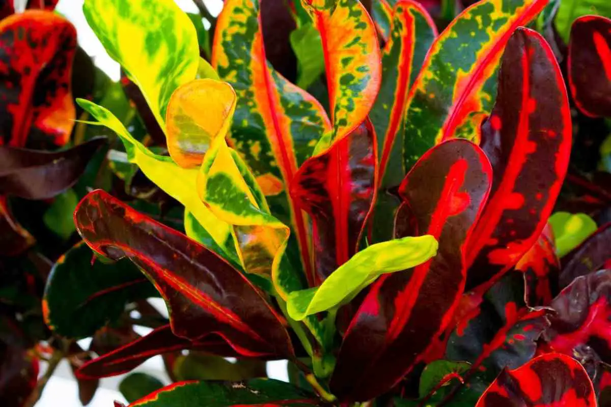 How Often Do Croton Bloom?