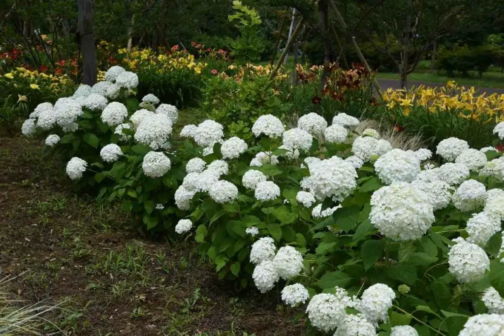 Annabelle Haydrangea flowers