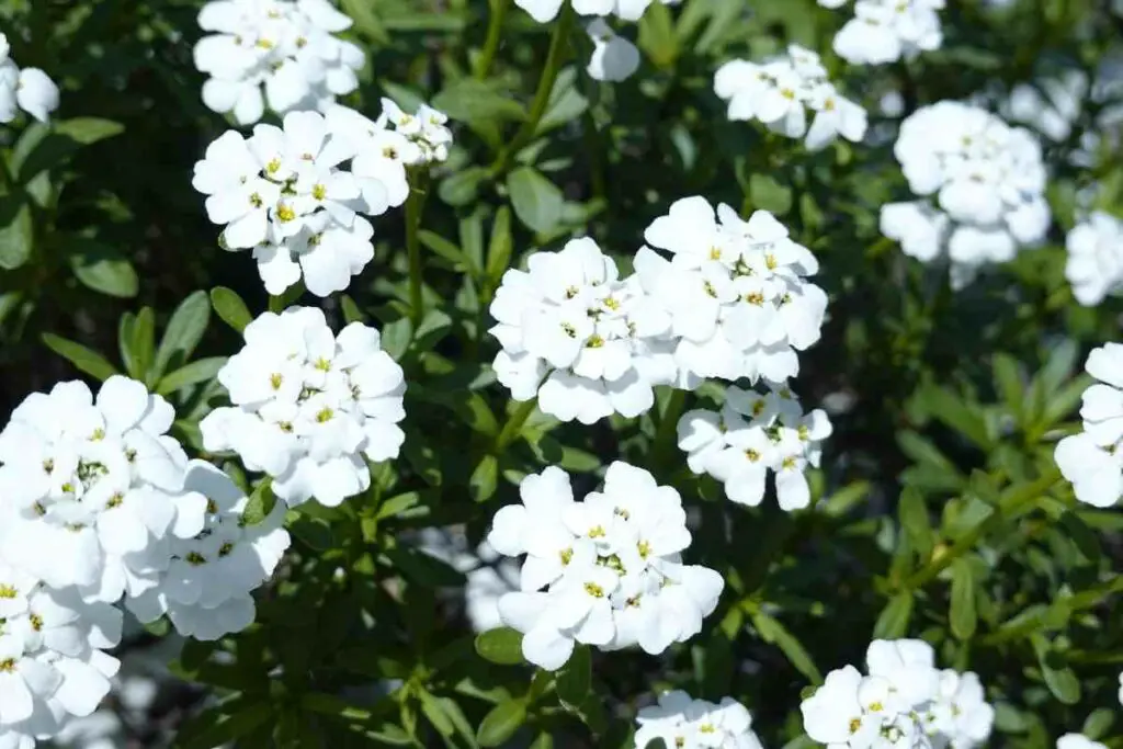 Candytuft flowers