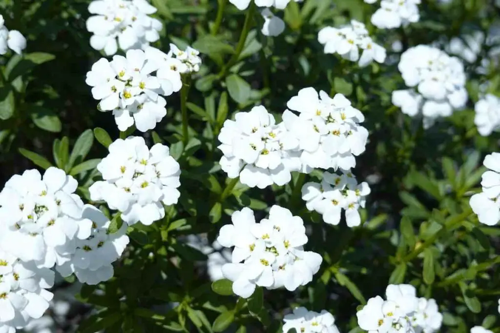 Candytuft flowers
