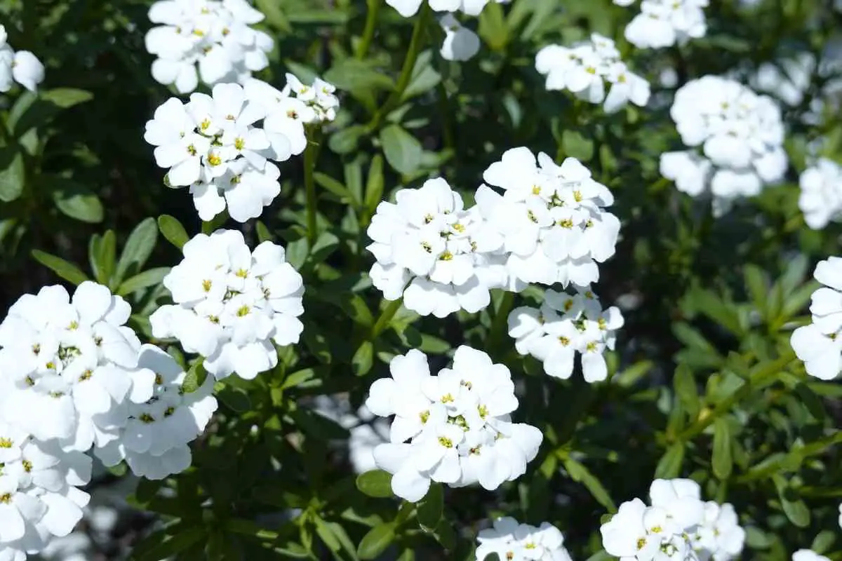 8 White Perennials That Bloom All Summer