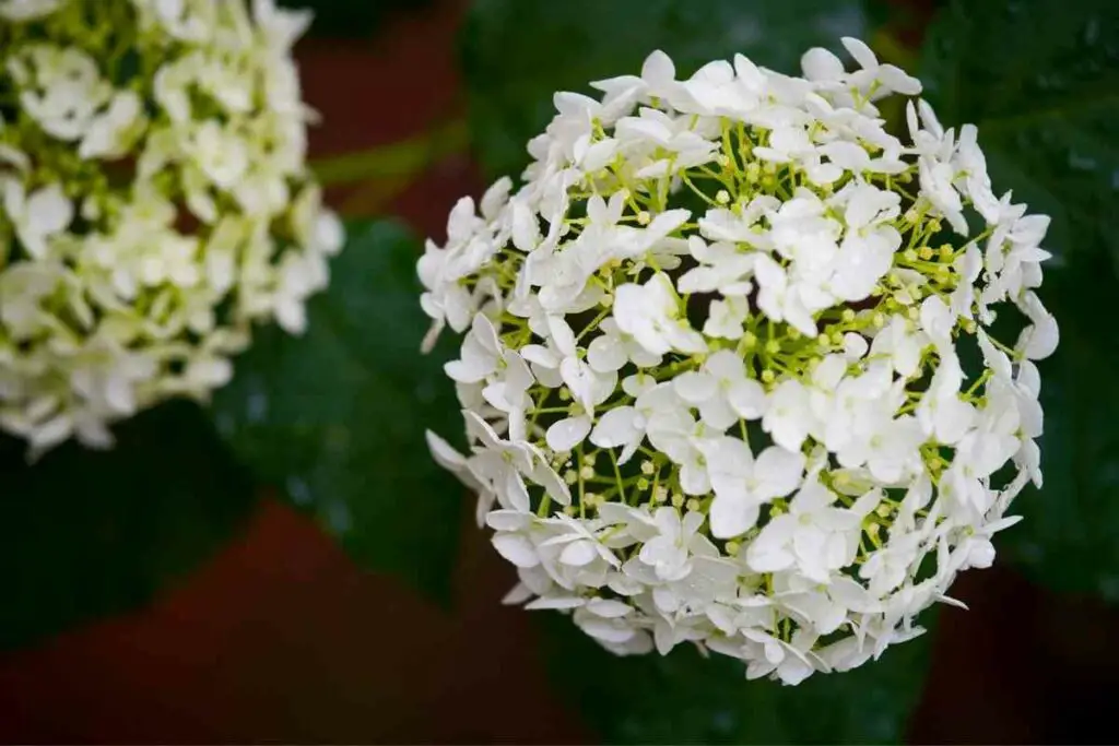 Choosing White Perennials for Summer for backyard