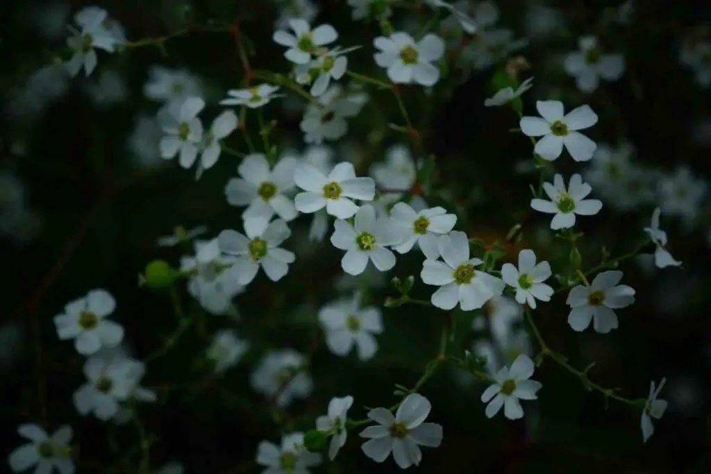 Flowering Spurge White Perennials