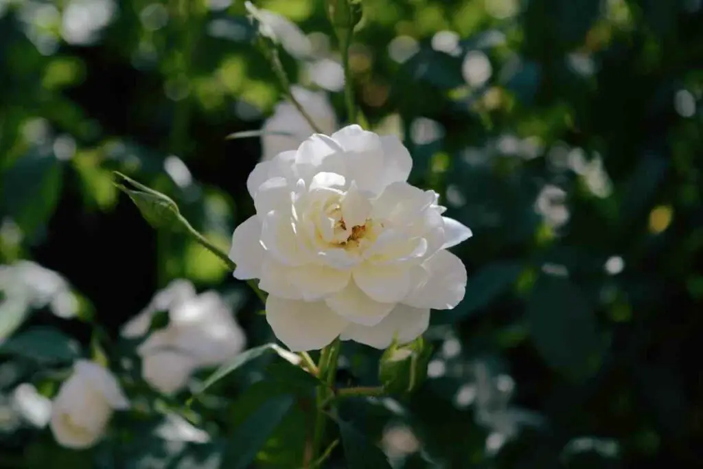 Iceberg Rose White Perennials