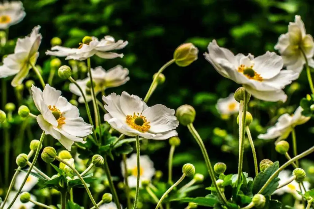 Japanese Anemone White Perennials