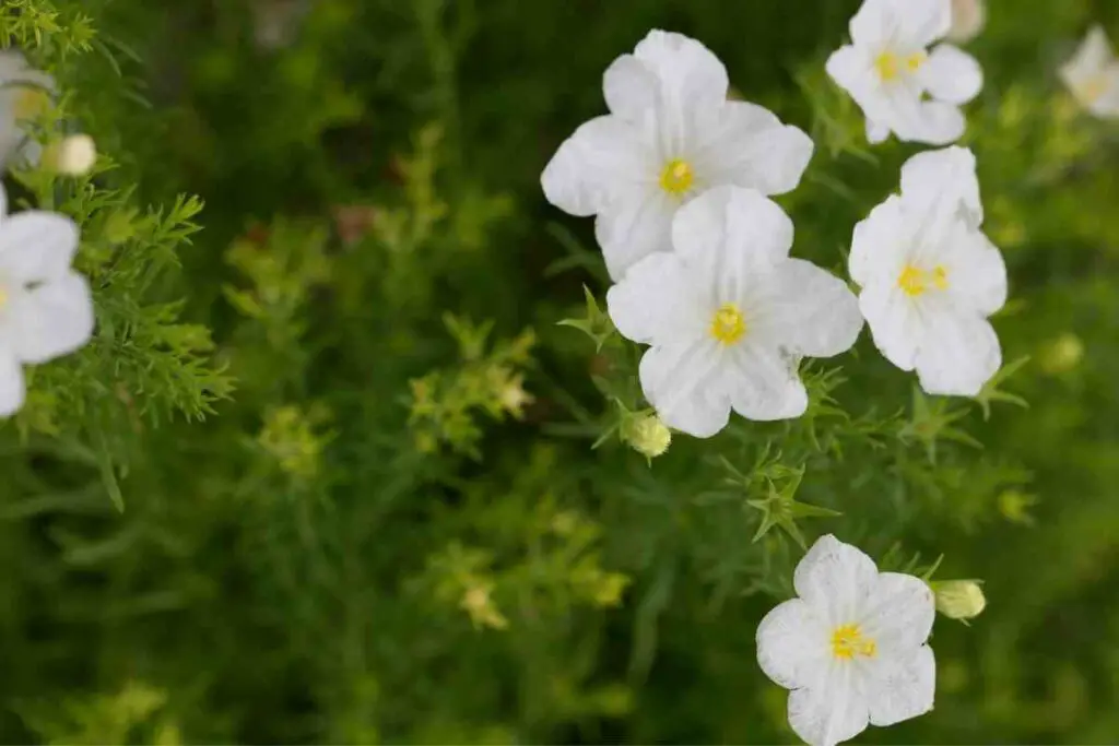 Nierembergia White Perennials