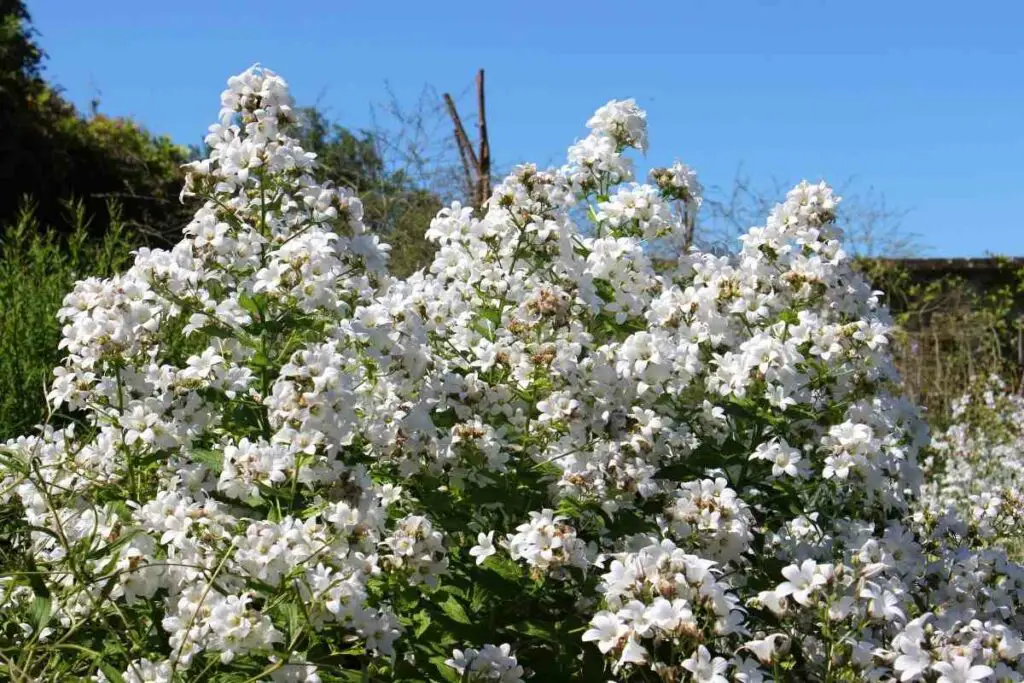 Phlox David  White Perennials