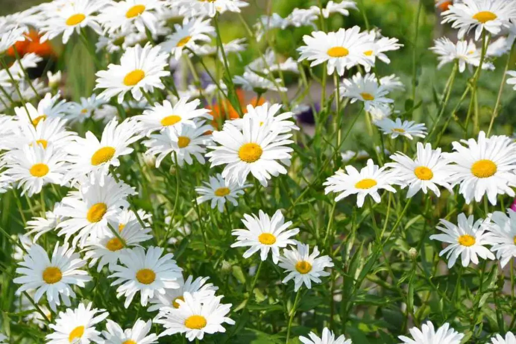 Shasta Daisy White Perennials