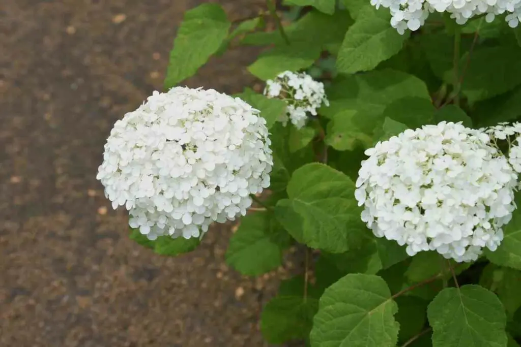White Perennials for backyard