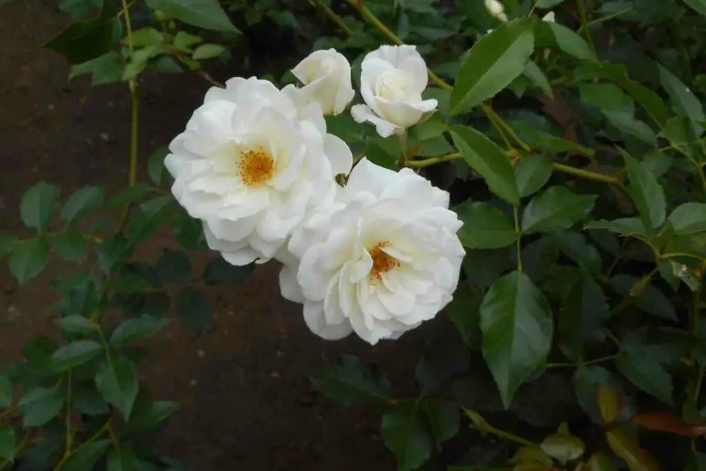 White Perennials blooming summer