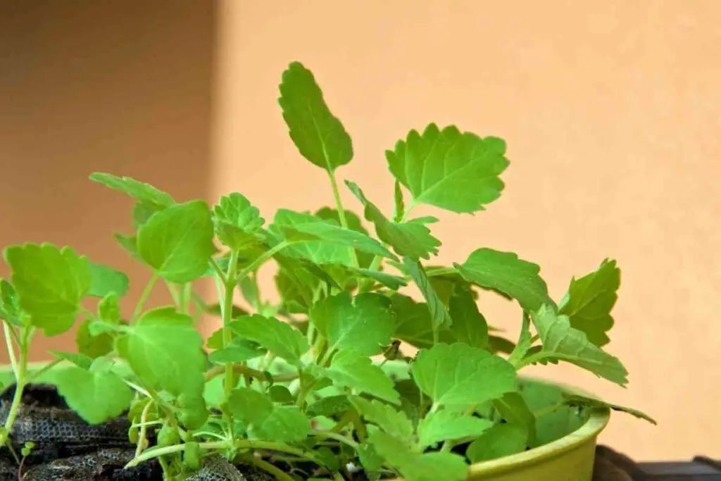 Catnip against mosquitoes