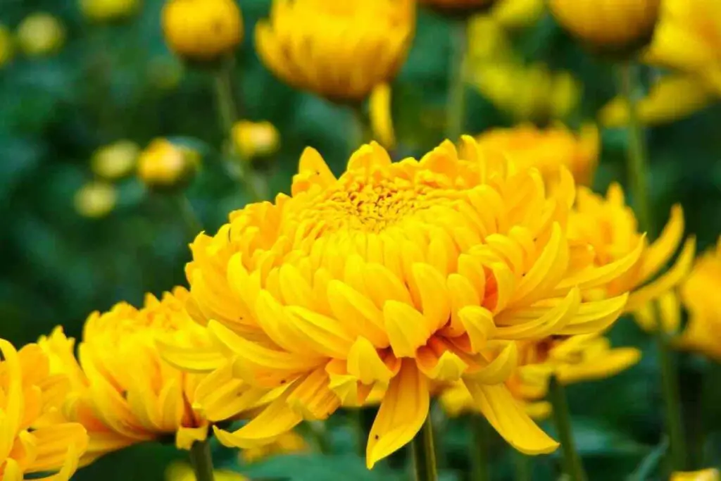 Chrysanthemums repel flies