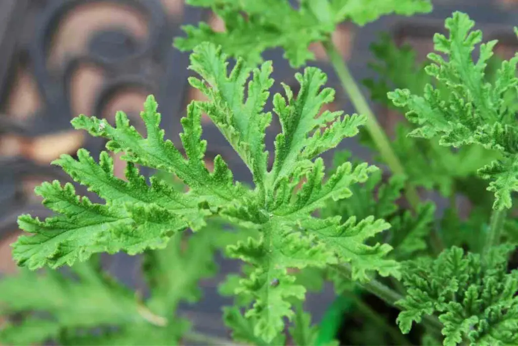 Citronella against mosquitoes