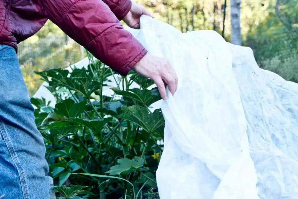 Using a tarp to protect plants