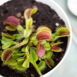 Indoor plants repel flies listed