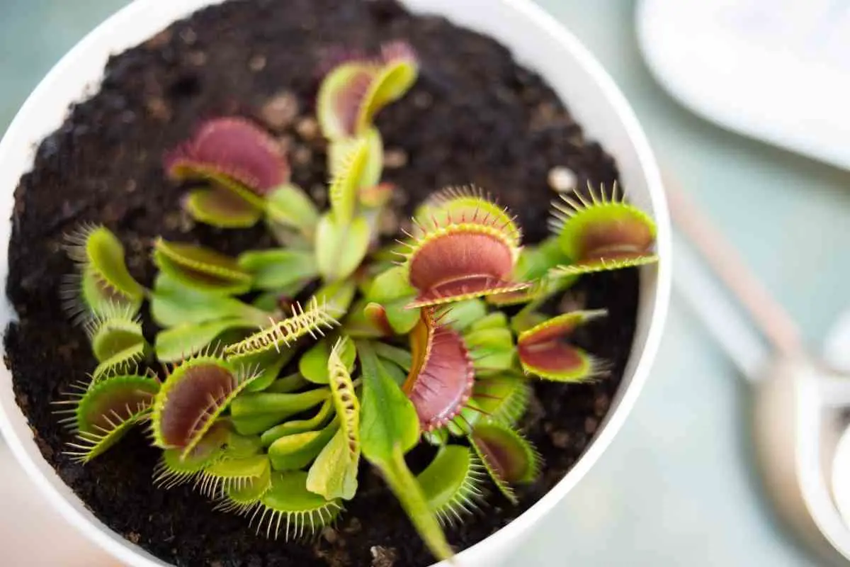 10 Indoor Plants That Repel Flies