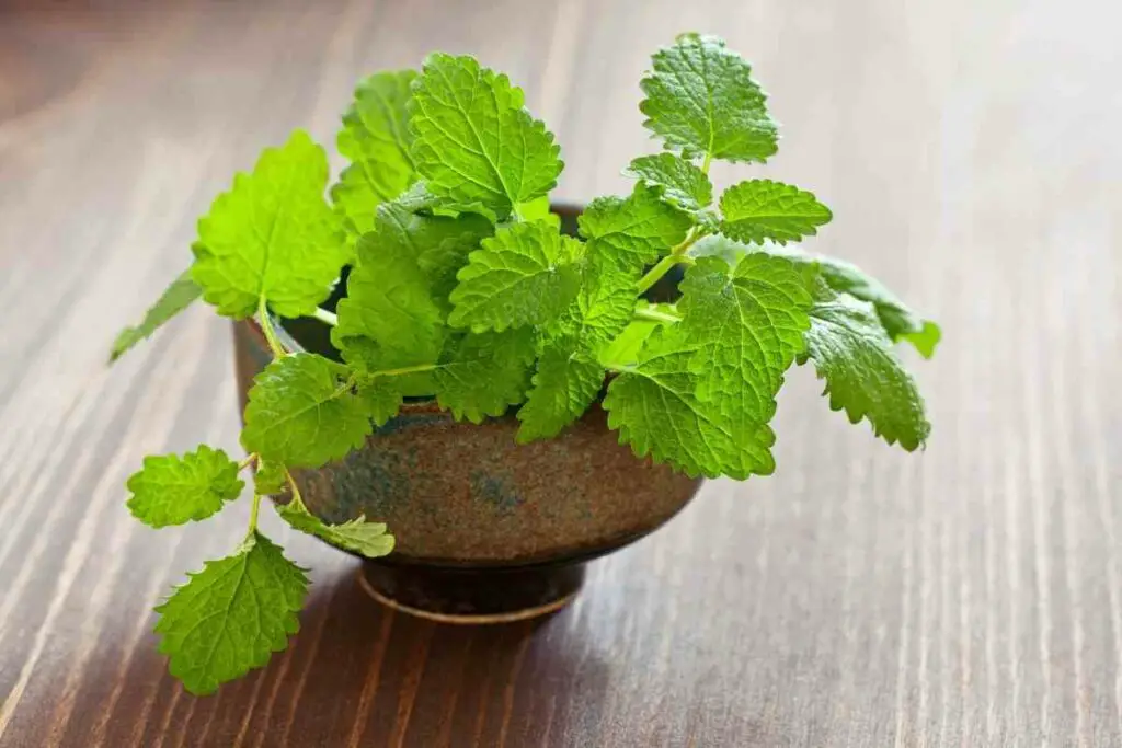 Lemon balm against mosquitoes